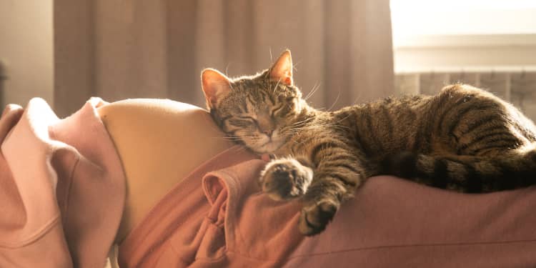 renters rights Bill pets